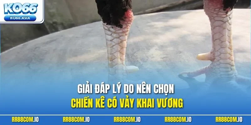Giải đáp lý do nên chọn chiến kê có vảy khai vương