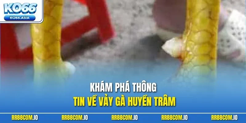 Khám phá thông tin về vảy gà huyền trâm