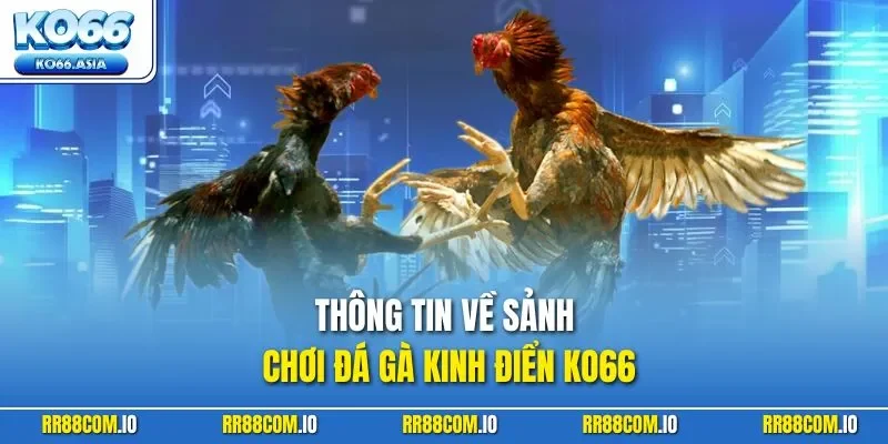 Thông tin về sảnh chơi đá gà kinh điển KO66