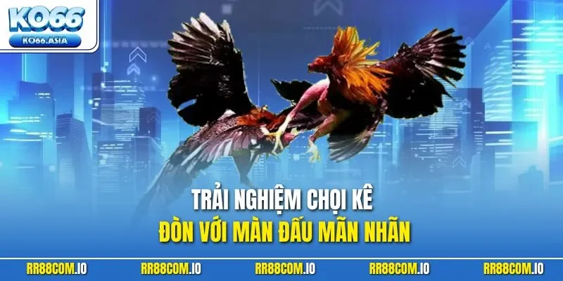 Trải nghiệm chọi kê đòn với màn đấu mãn nhãn